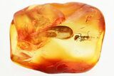 Fossil Ants (Pseudomyrmecinae & Formicidae) Stalactite In Baltic Amber #357869-1